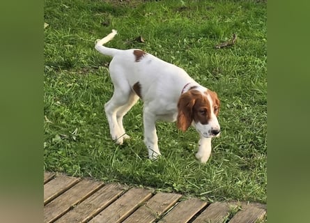 Irish Red and White Setter "Éala", geb. 29.07.2025