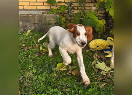 Irish Red and White Setter "Ellie", geb. 29.07.2025