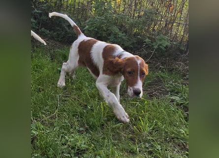 Irish Red and White Setter "Énya", geb. 29.07.2025