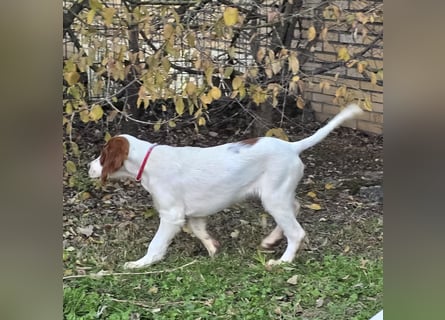 Irish Red and White Setter "Éala", geb. 29.07.2025