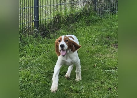 Irish Red and White Setter "Erin", geb. 29.07.2025