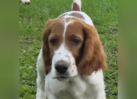 Irish Red and White Setter "Énya", geb. 29.07.2025