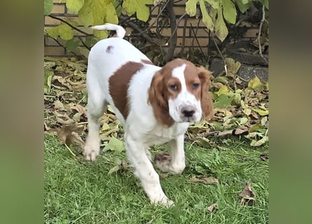Irish Red and White Setter "Eamon", geb. 29.07.2025