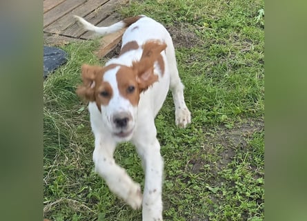 Irish Red and White Setter "Eamon", geb. 29.07.2025