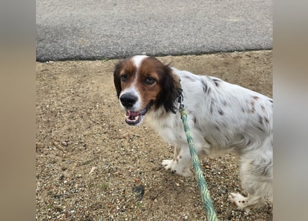 Brex: perfekt für Homeoffice und tolle Spaziergänge