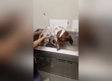 Brex: perfekt für Homeoffice und tolle Spaziergänge