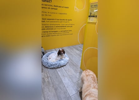 Brex: perfekt für Homeoffice und tolle Spaziergänge