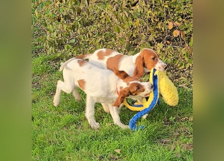 Reinrassige Irish Red and White Setter Welpen, geb. 29.07.2025