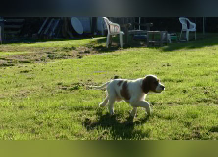 Reinrassige Irish Red and White Setter Welpen, geb. 29.07.2025