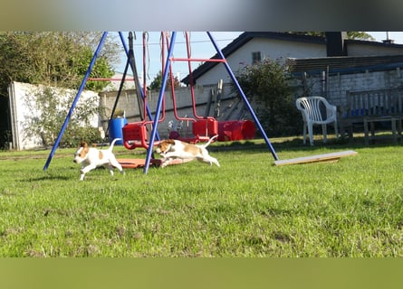 Reinrassige Irish Red and White Setter Welpen, geb. 29.07.2025