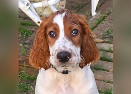 Reinrassige Irish Red and White Setter Welpen, geb. 29.07.2025