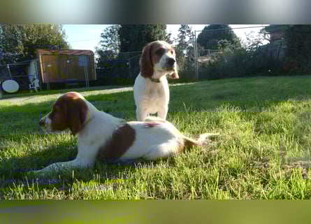 Reinrassige Irish Red and White Setter Welpen, geb. 29.07.2025