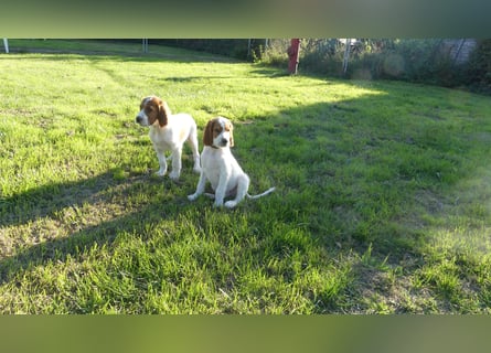 Reinrassige Irish Red and White Setter Welpen, geb. 29.07.2025