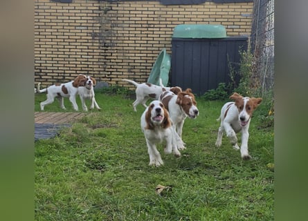 Reinrassige Irish Red and White Setter Welpen, geb. 29.07.2025