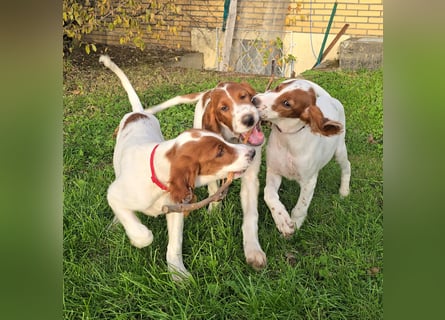 Reinrassige Irish Red and White Setter Welpen, geb. 29.07.2025