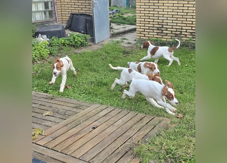 Reinrassige Irish Red and White Setter Welpen, geb. 29.07.2025