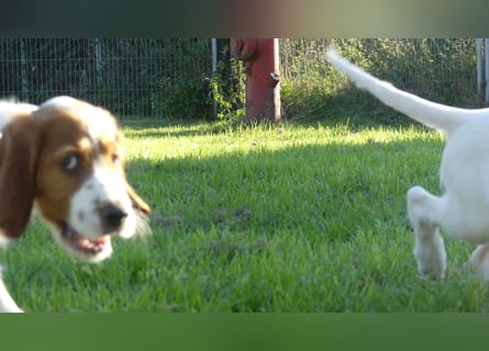 Reinrassige Irish Red and White Setter Welpen, geb. 29.07.2025