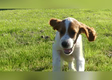 Reinrassige Irish Red and White Setter Welpen, geb. 29.07.2025