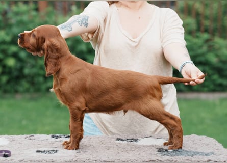 Irish Setter Liebhaber aufgepasst!