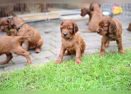 Irish Setter Liebhaber aufgepasst!