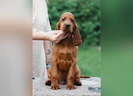 Irish Setter Liebhaber aufgepasst!