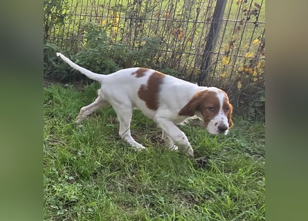 Irish Red and White Setter "Erin", geb. 29.07.2025