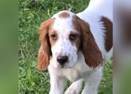 Irish Red and White Setter "Ellie", geb. 29.07.2025