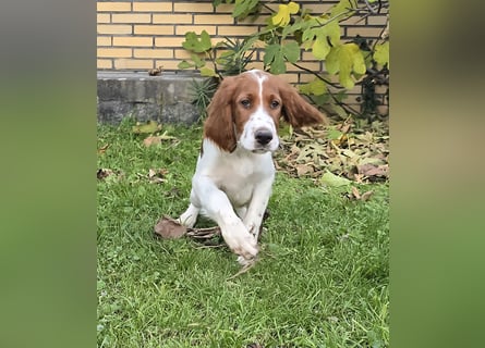 Irish Red and White Setter "Eragon", geb. 29.07.2025