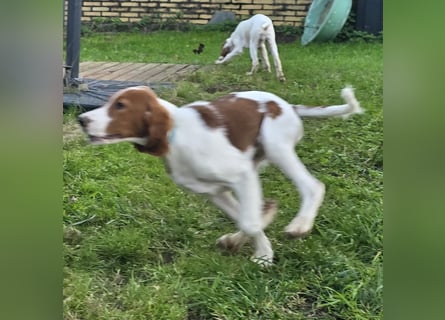 Irish Red and White Setter "Énya", geb. 29.07.2025