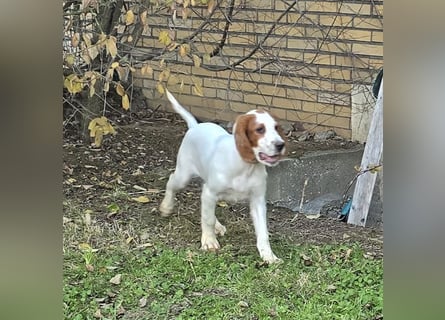 Irish Red and White Setter "Ellie", geb. 29.07.2025