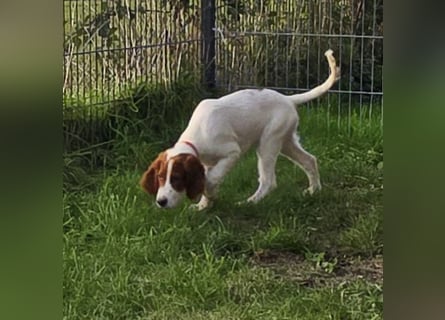 Irish Red and White Setter "Éala", geb. 29.07.2025