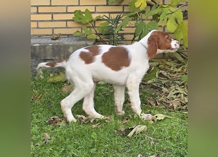 Irish Red and White Setter "Eragon", geb. 29.07.2025