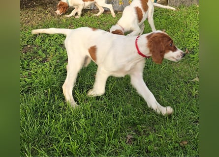 Irish Red and White Setter "Éala", geb. 29.07.2025