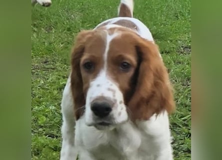 Irish Red and White Setter "Eamon", geb. 29.07.2025