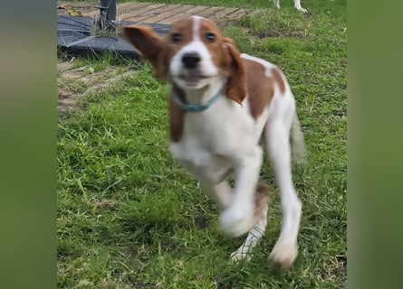Irish Red and White Setter "Énya", geb. 29.07.2025
