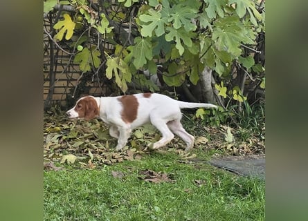 Irish Red and White Setter "Erin", geb. 29.07.2025