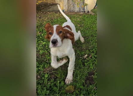 Irish Red and White Setter "Erin", geb. 29.07.2025