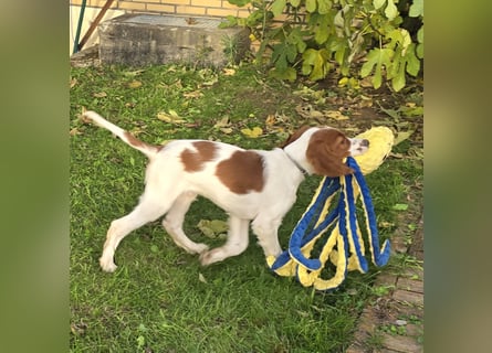 Irish Red and White Setter "Eragon", geb. 29.07.2025