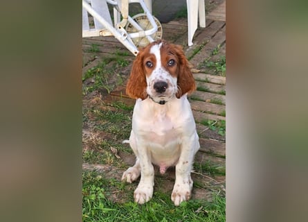 Irish Red and White Setter "Eamon", geb. 29.07.2025