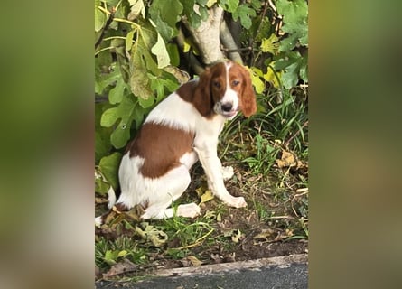 Irish Red and White Setter "Énya", geb. 29.07.2025