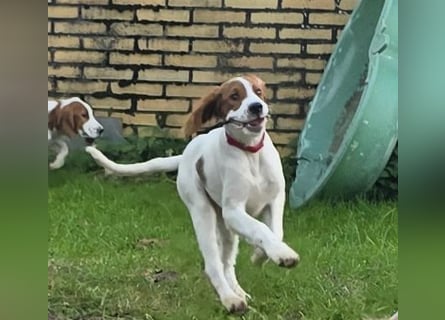 Irish Red and White Setter "Éala", geb. 29.07.2025