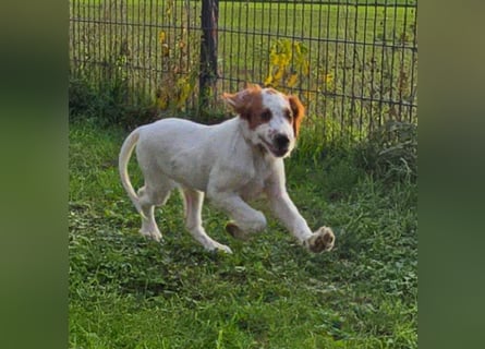Irish Red and White Setter "Ellie", geb. 29.07.2025