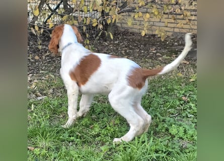 Irish Red and White Setter "Eragon", geb. 29.07.2025