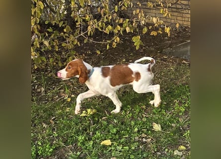 Irish Red and White Setter "Énya", geb. 29.07.2025