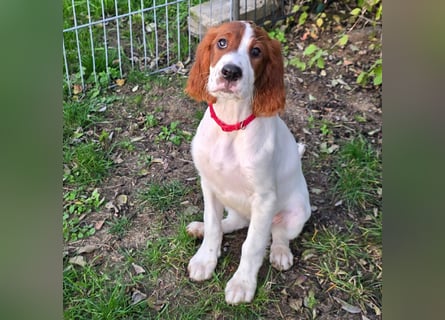 Irish Red and White Setter "Éala", geb. 29.07.2025