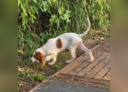 Irish Red and White Setter "Ellie", geb. 29.07.2025