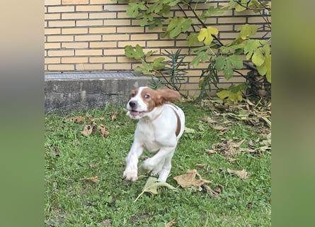 Irish Red and White Setter "Erin", geb. 29.07.2025