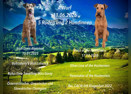 Irish Terrier Welpen