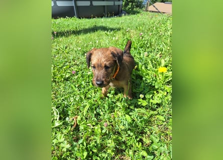 Irish Terrier Welpen