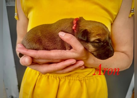 Irish Terrier Welpen